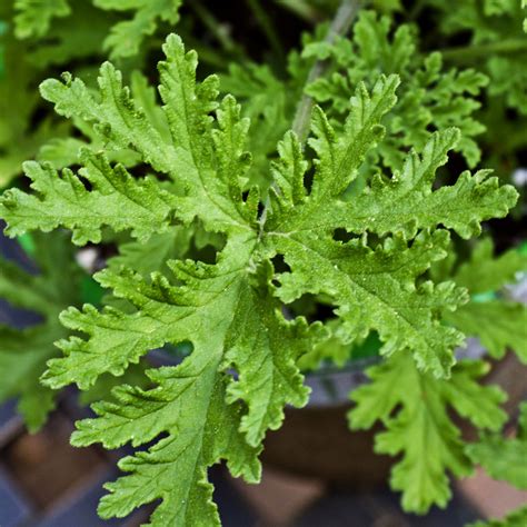 CITRONELLA .